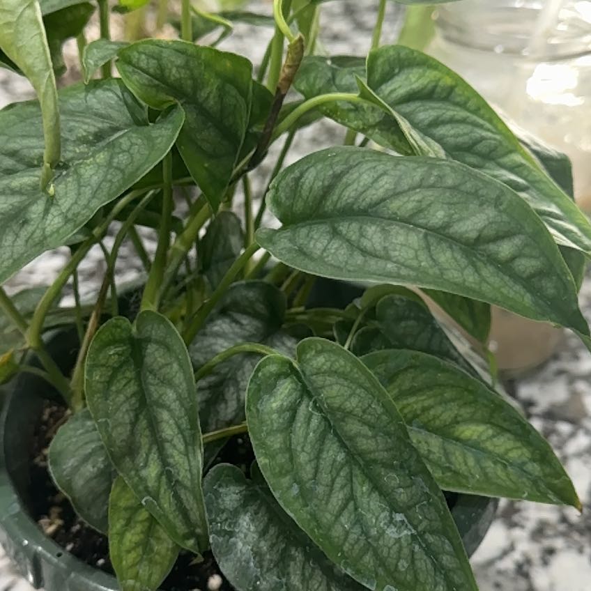Photo of the plant species Monstera 'El salvador' by @ImKindaABigDill named Salvador on Greg, the plant care app