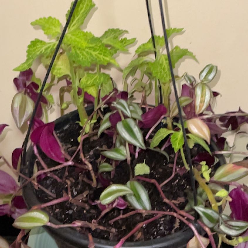 Photo of the plant species tradeseantia by @CleanGlueseed named Apollo on Greg, the plant care app