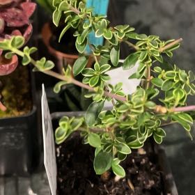 Photo of the plant species Pink Mountain Serissa by @DynamoPitayita named Huckleberry Fern on Greg, the plant care app