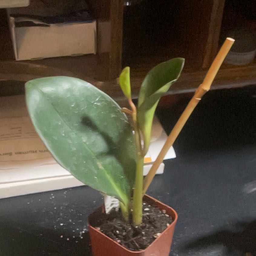 Photo of the plant species Pixie by @DowntoearthRimu named Walt on Greg, the plant care app