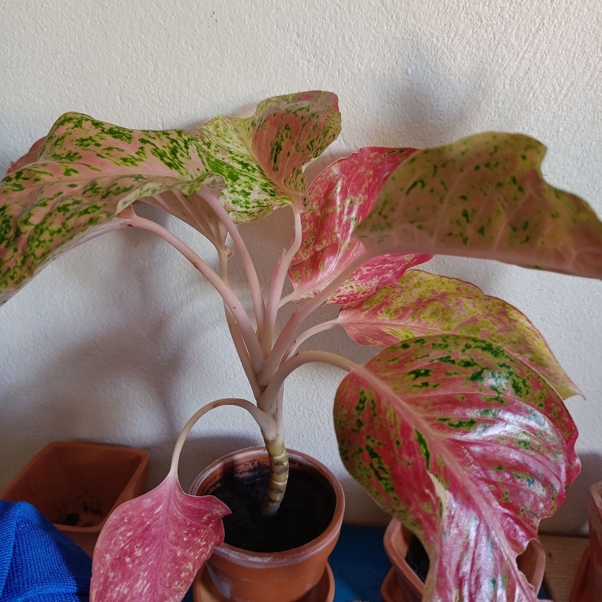Chinese Evergreen Valentine plant with green and pink leaves, some yellowing and browning, in a small pot.