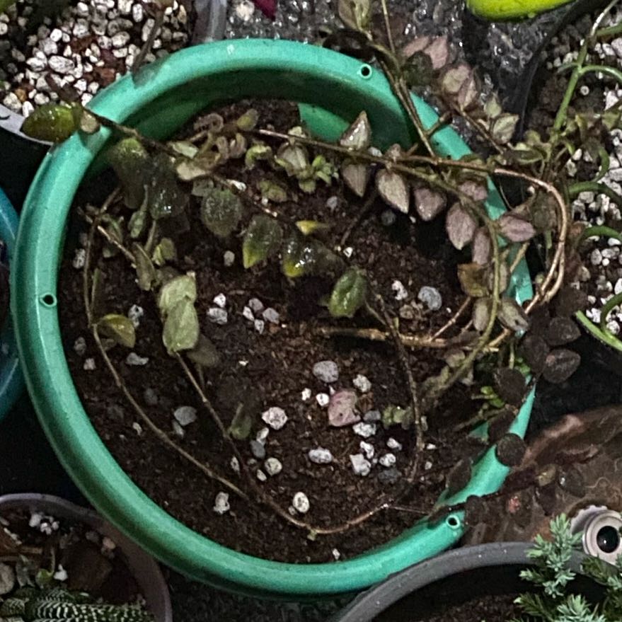 Photo of the plant species Columnea gloriosa by @miageminii named LiloStitch on Greg, the plant care app