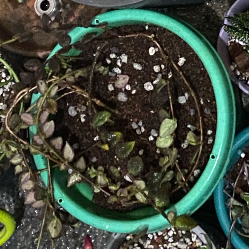 Photo of the plant species Columnea gloriosa by @miageminii named Michelle Branch on Greg, the plant care app