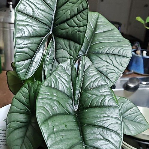 Photo of the plant species Alocasia 'Mythic Quicksilver' by @SilkenMikimiki named Freddie Mercury on Greg, the plant care app