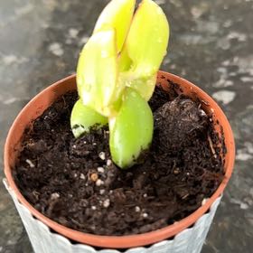 Photo of the plant species Elephant Bush Lilliput by @MasterlyPukatea named Gobi on Greg, the plant care app