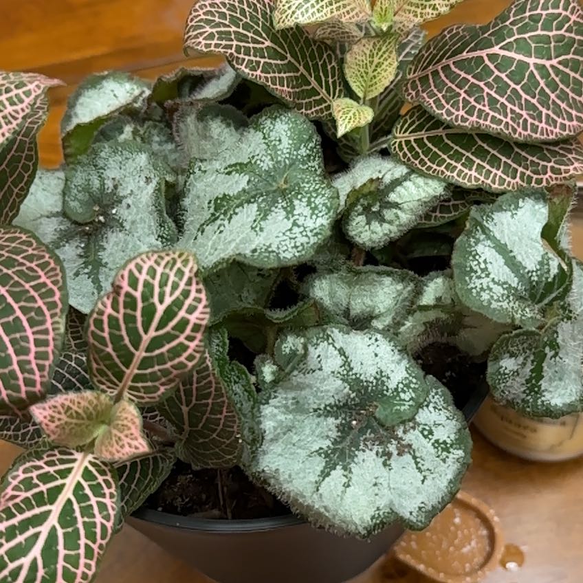 Photo of the plant species begonia rex by @FerventTimeout named Ronaldo on Greg, the plant care app