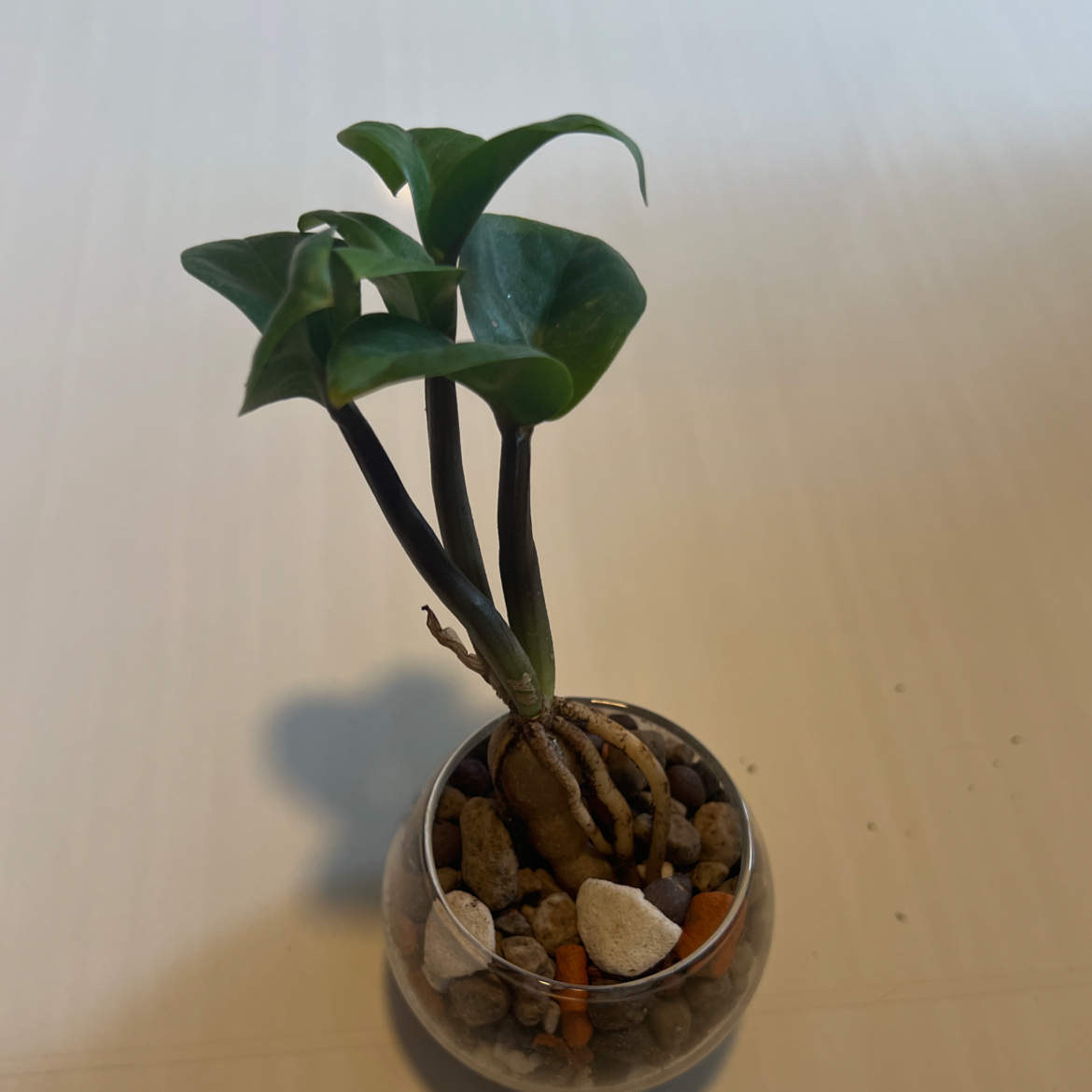 Dwarf ZZ plant in a glass container with visible soil and pebbles.