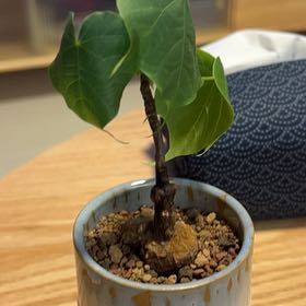 Photo of the plant species Sterculia Colorata by @NeatMiniorchid named Sage on Greg, the plant care app