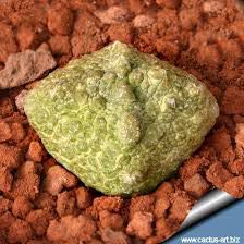 Photo of the plant species Cube Pseudolithos by @BelovedTarbush named Cubey on Greg, the plant care app