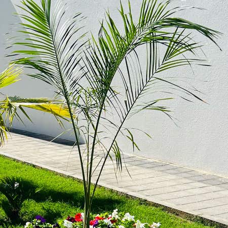 Photo of the plant species Cuban Royal Palm by @UpliftedSuncup named Leaf Erickson on Greg, the plant care app