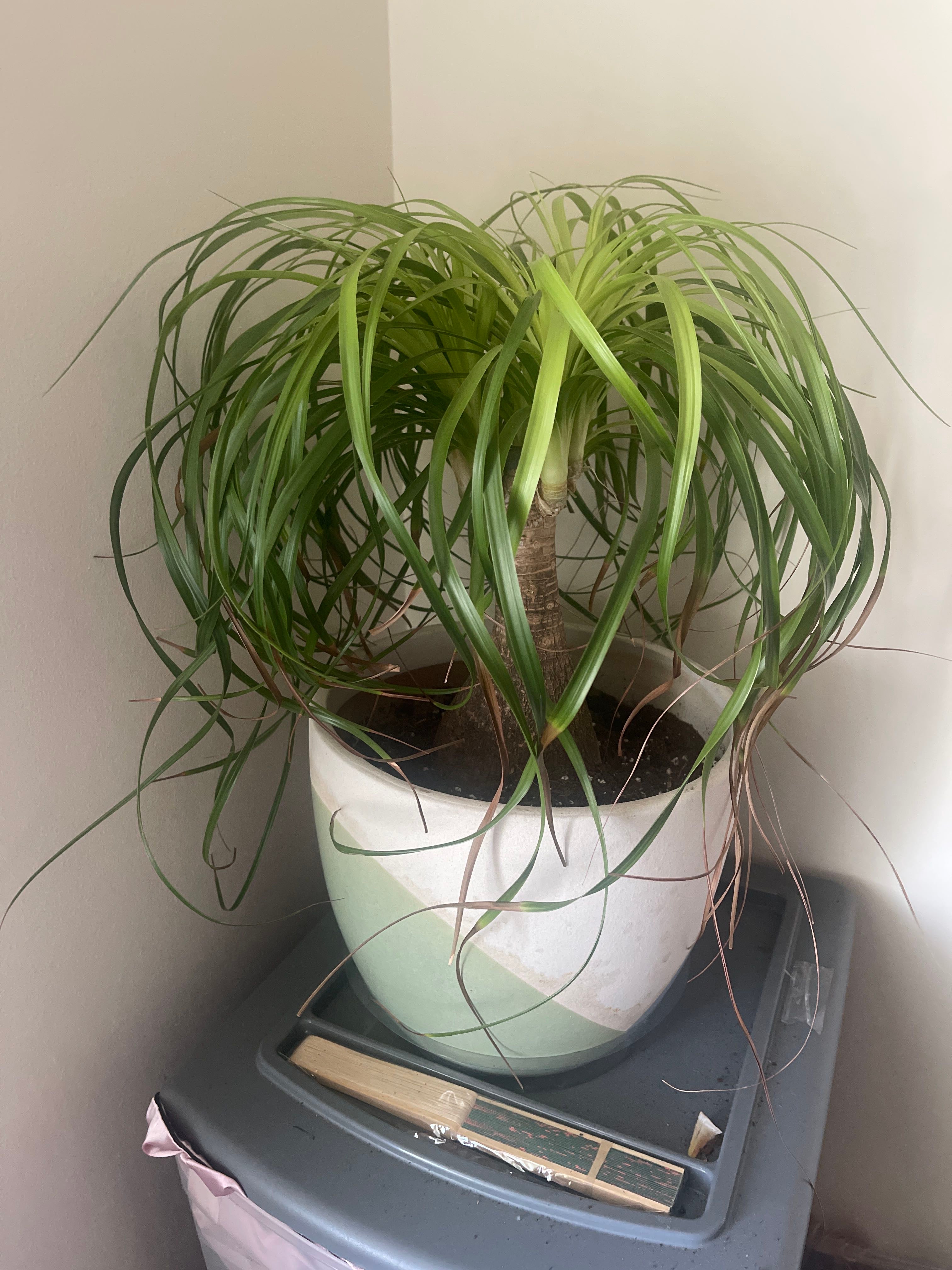 Enhancing the Aesthetic Appeal: Decorating Your Ponytail Palm Tree