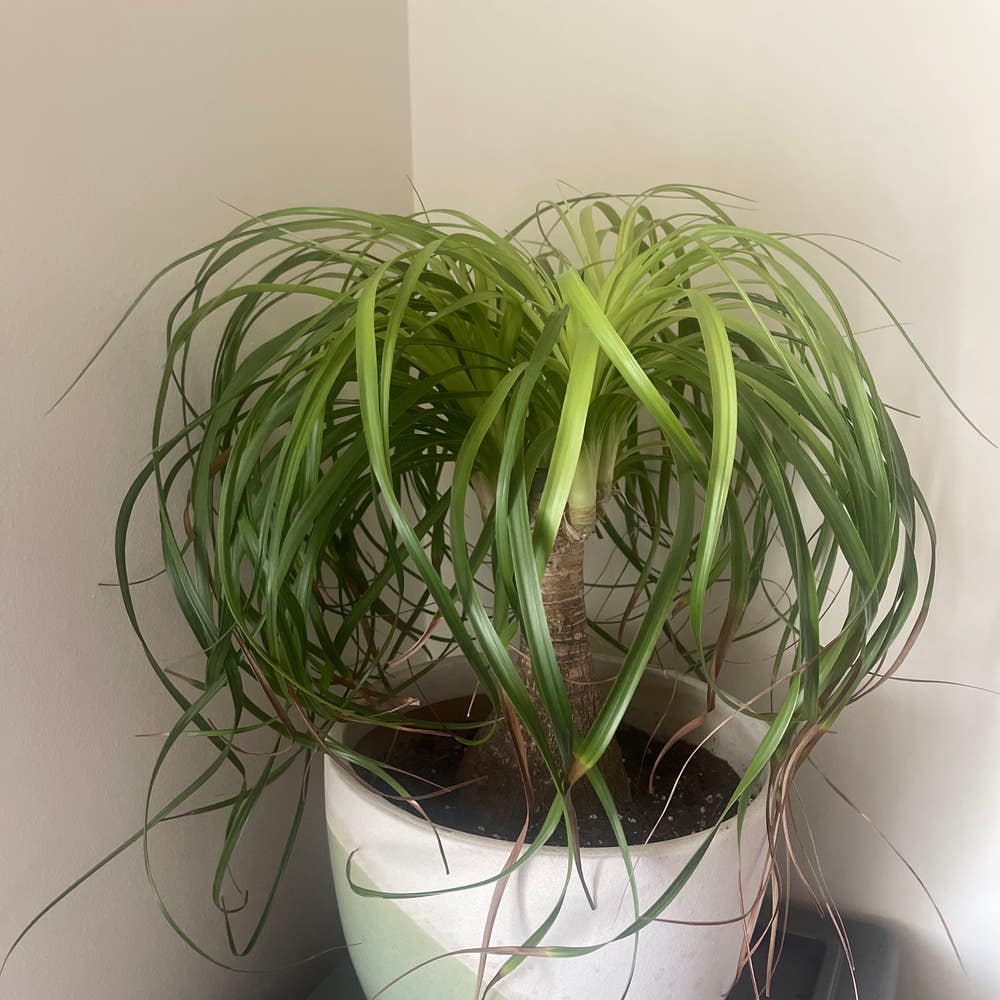 Enhancing the Aesthetic Appeal: Decorating Your Ponytail Palm Tree