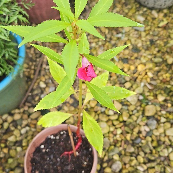 Photo of the plant species Balsam by @GoodShadscale named Terra on Greg, the plant care app