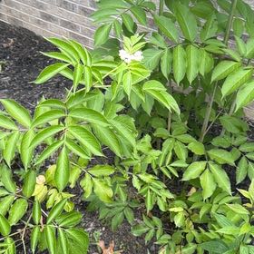 Photo of the plant species American Black Elderberry by @SmartBlackhoya named Muhammad Ali on Greg, the plant care app