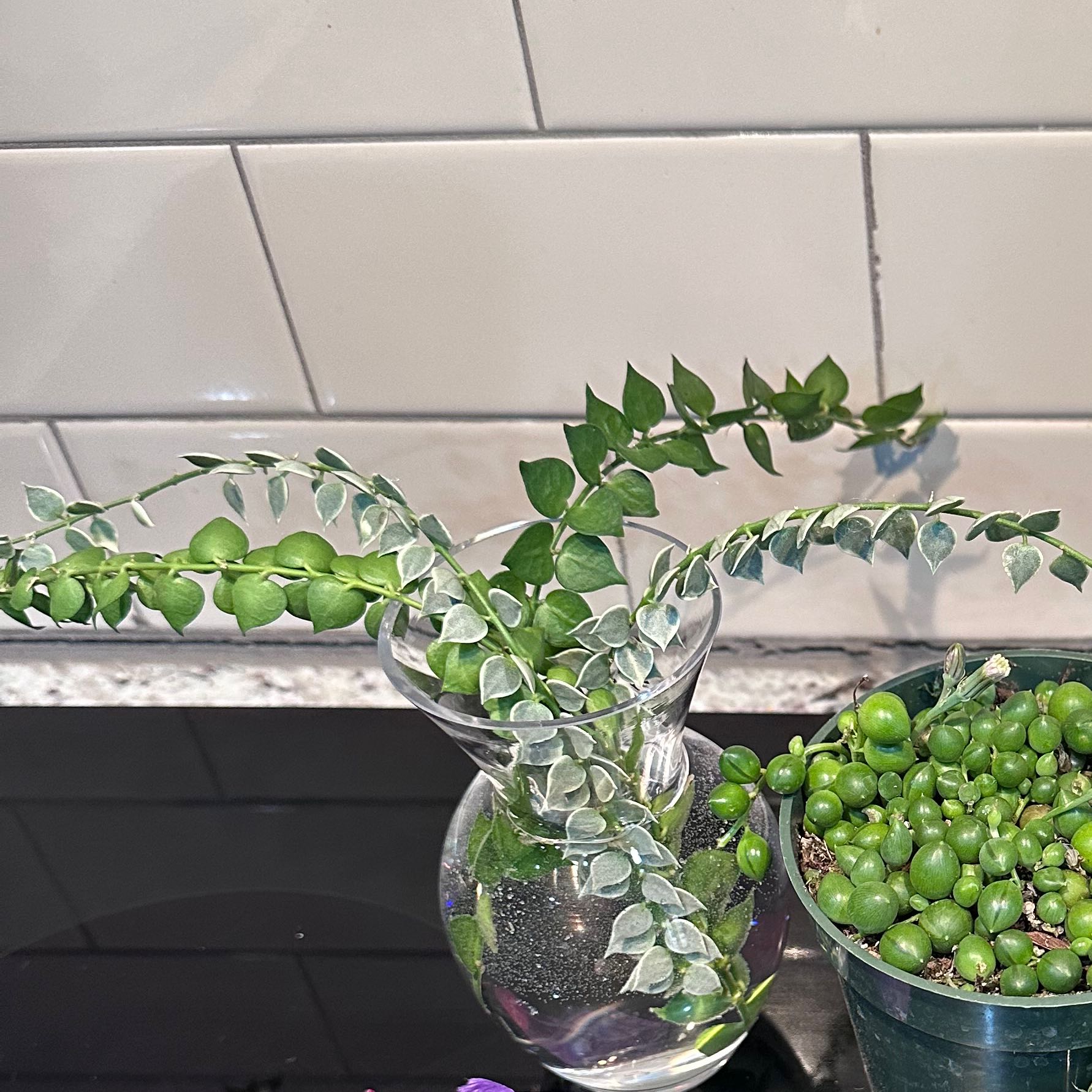 Million Hearts Dischidia plant in a glass vase with water, another plant in a pot next to it.