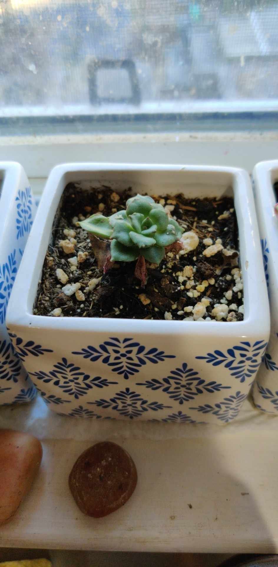 Photo of the plant species Echeveria supia by @HumbleWolfsbane named Tolkien on Greg, the plant care app