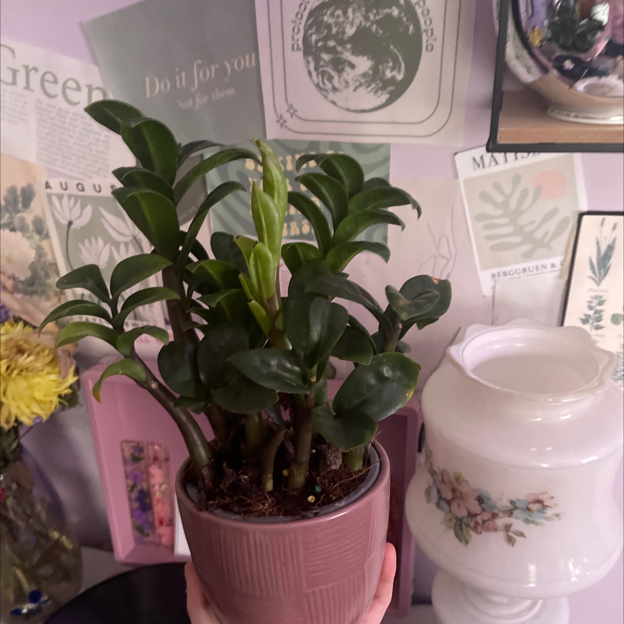 Succulent plant in a pink pot, held by a hand, with various posters in the background.