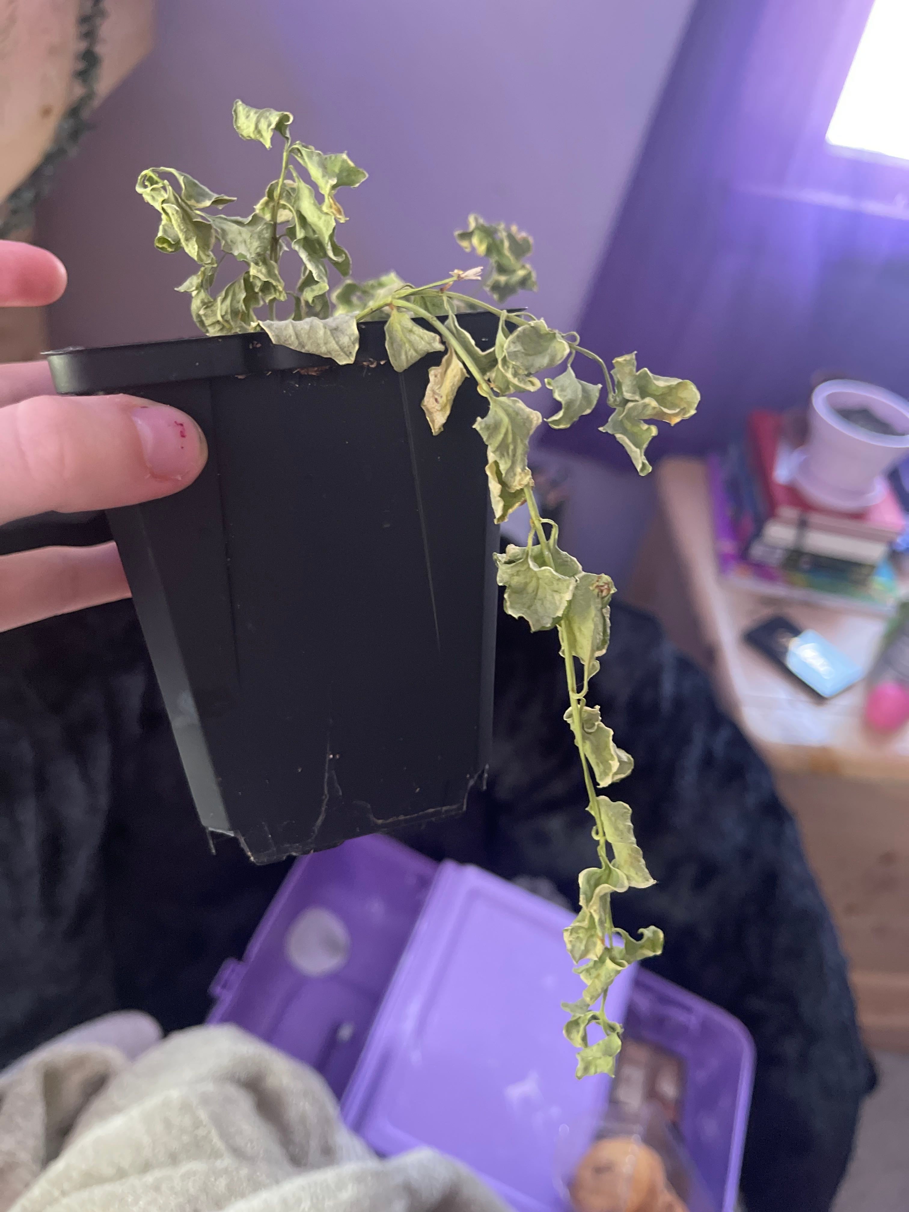 Managing Black Spots on Your Vinca Vine Leaves 🐞