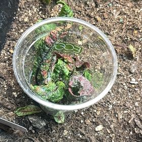 Photo of the plant species Garden Sorrel by @GleefulWaxivy named Rosa on Greg, the plant care app