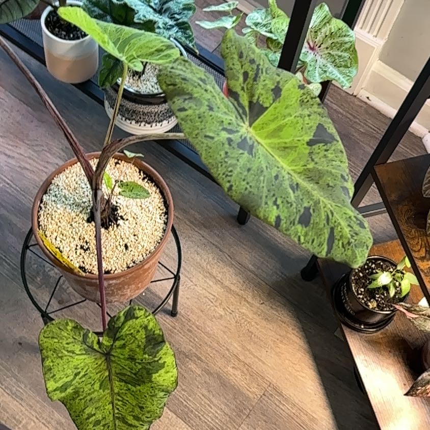 Taro 'Mojito' plant with large, variegated leaves in a pot. Soil is visible.