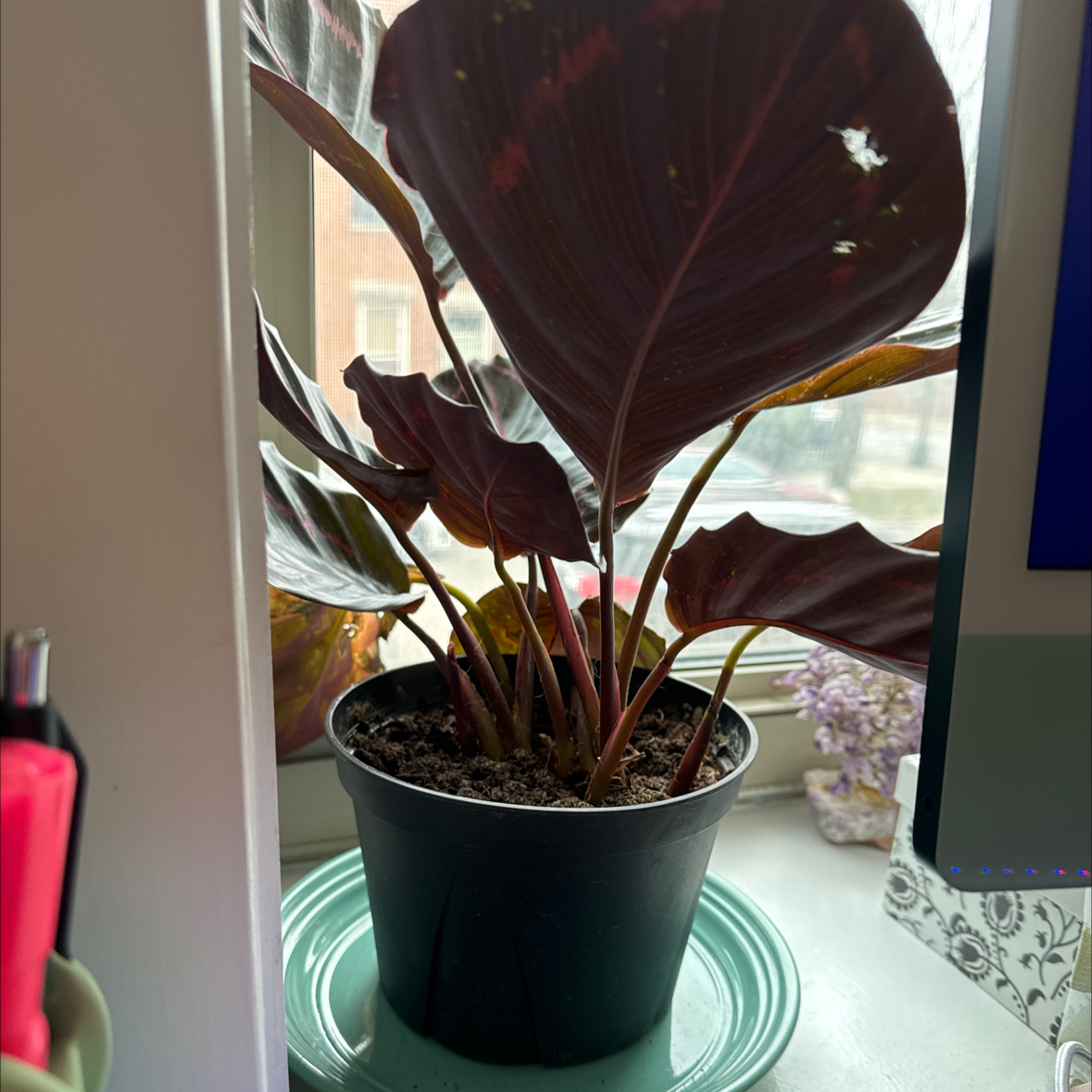 Prayer Plant Dottie in a black pot on a green plate, with some leaf discoloration.