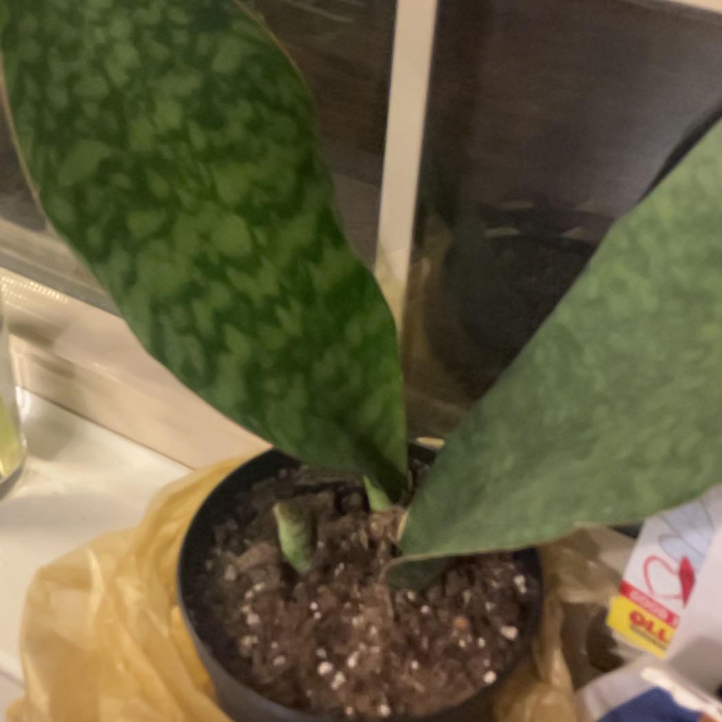 Photo of the plant species Whale Fin 'Black' by @StarSnowrose named Mollie on Greg, the plant care app