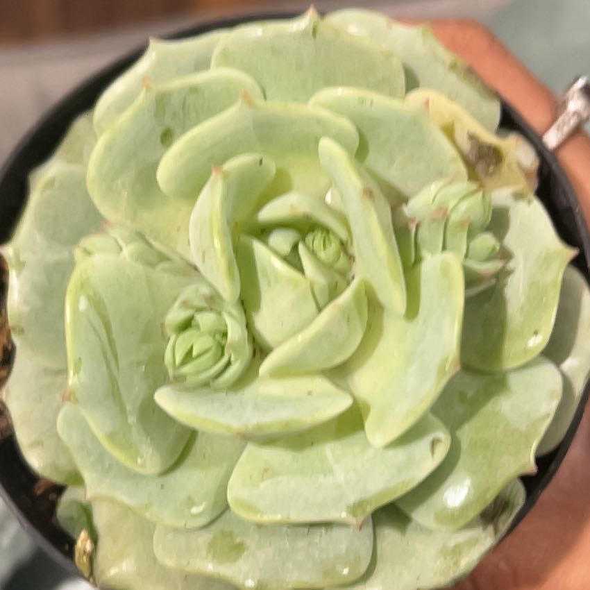 Photo of the plant species Echeveria 'Leilana' by @LovingBlackpea named Sherlock on Greg, the plant care app