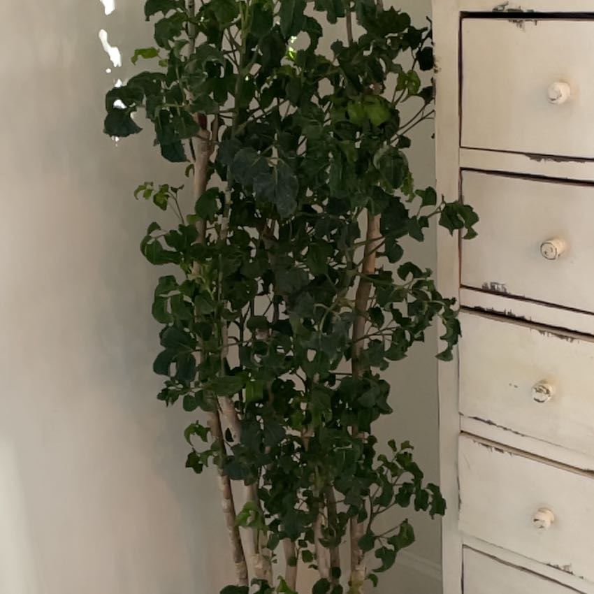 Photo of the plant species Black Aralia Polyscias by @MiltonOasis named Oscar on Greg, the plant care app