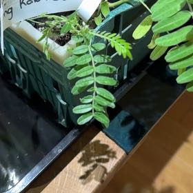 Photo of the plant species Kakabeak by @ProudFlyagaric named Xena on Greg, the plant care app