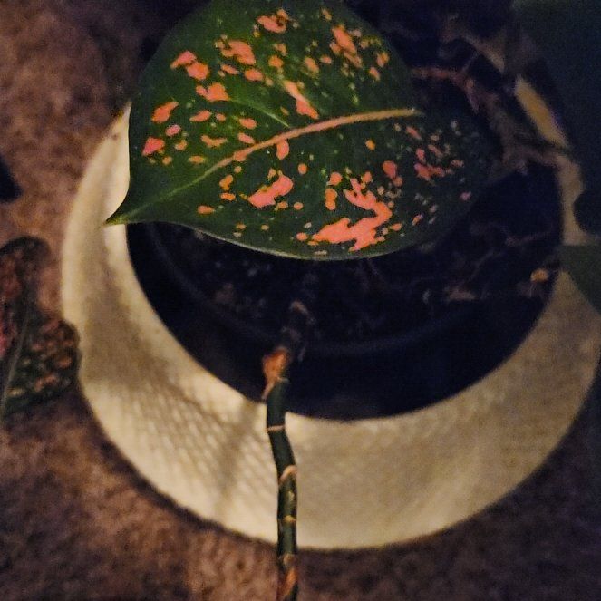 Photo of the plant species Aglaonema 'Pink Beauty' by @DowntownPlanter named Sonora on Greg, the plant care app