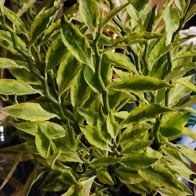 Photo of the plant species Pedilanthus tithymaloides 'Variegata' by @DowntownPlanter named Nemo on Greg, the plant care app