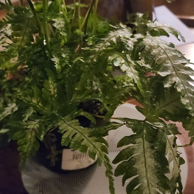 Photo of the plant species Silver Brake Fern by @DowntownPlanter named Silvia on Greg, the plant care app