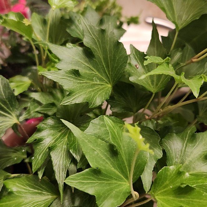 Photo of the plant species Francis Ivy by @DowntownPlanter named Francis on Greg, the plant care app