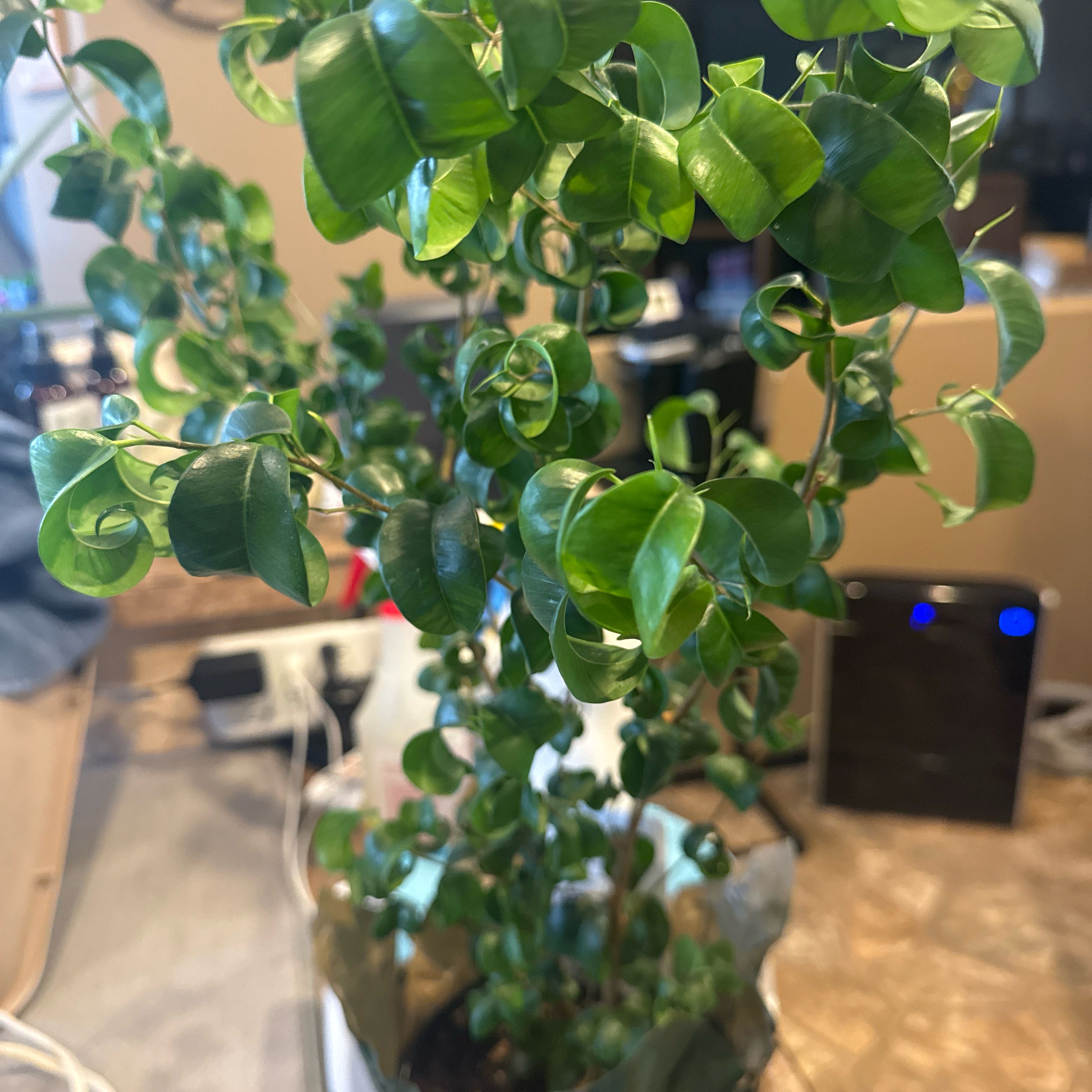 Photo of the plant species Curly Weeping Fig by @Otencia named Plato on Greg, the plant care app