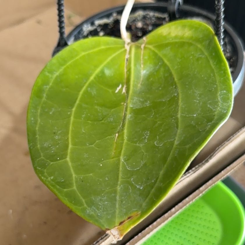 Photo of the plant species Hoya Latifolia by @Otencia named Hemingway on Greg, the plant care app