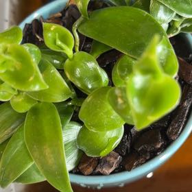 Photo of the plant species vanilla orchid by @Otencia named Orwell on Greg, the plant care app