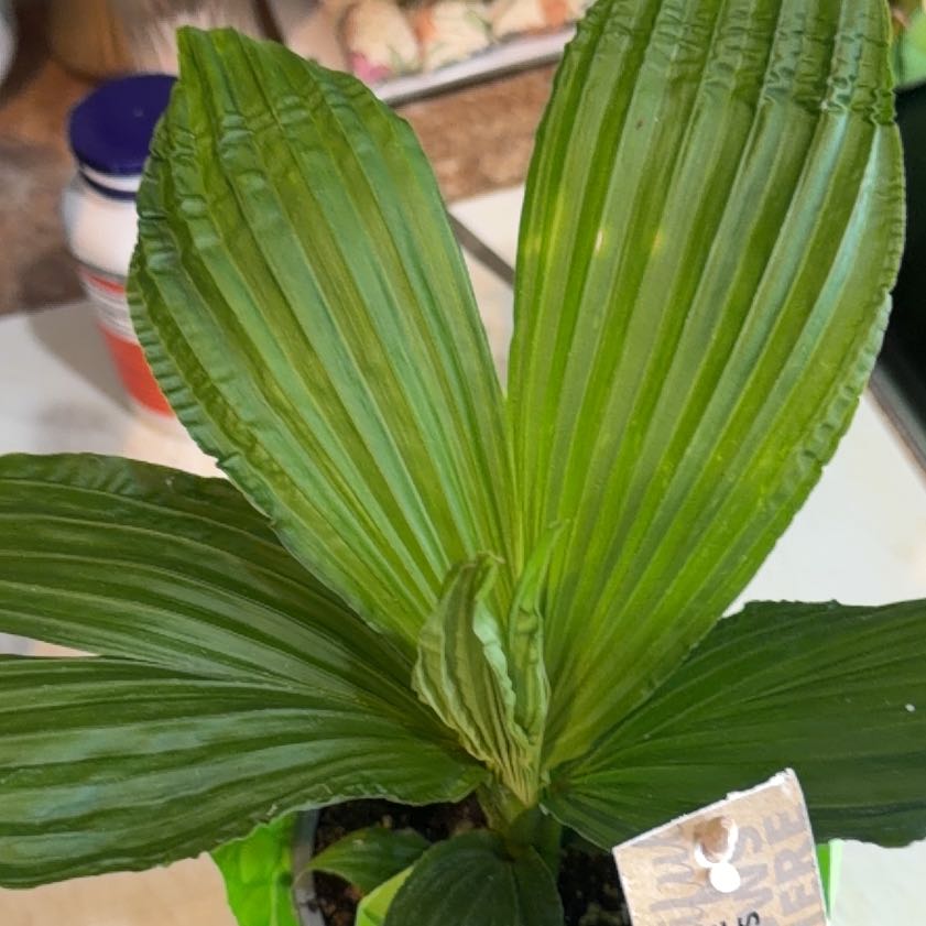Photo of the plant species Panama Hat Plant by @Otencia named Jungle Drums on Greg, the plant care app