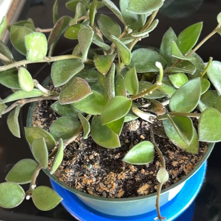 Photo of the plant species Hoya nummularioides by @Otencia named Marley on Greg, the plant care app