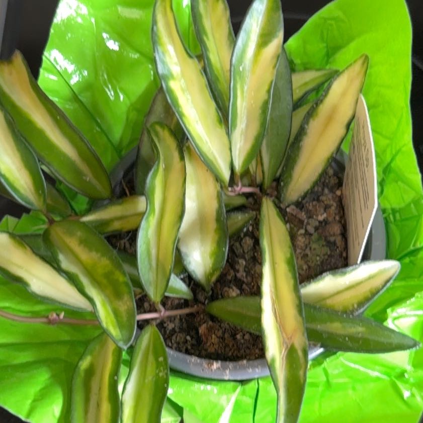 Photo of the plant species variegated hoya wayetii by @Otencia named Beyonce on Greg, the plant care app