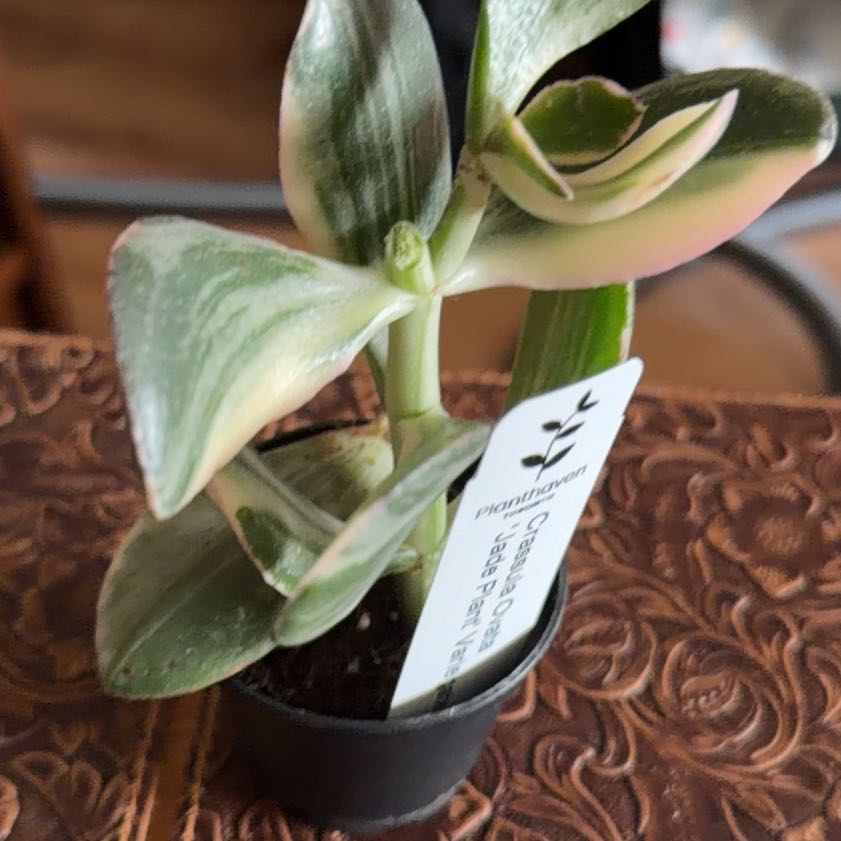Photo of the plant species Variegated Jade by @Otencia named Kobe on Greg, the plant care app