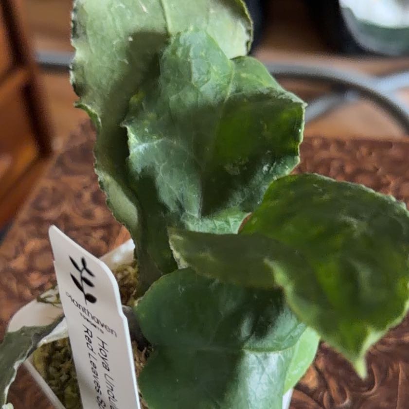 Photo of the plant species Hoya undulata by @Otencia named Hoya Undulata Red Leaves Splash on Greg, the plant care app