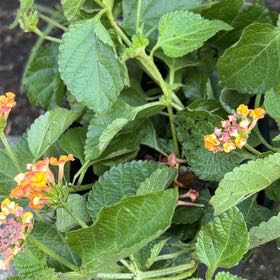 Photo of the plant species Lantana by @HighPhysicnut named Foxxy on Greg, the plant care app
