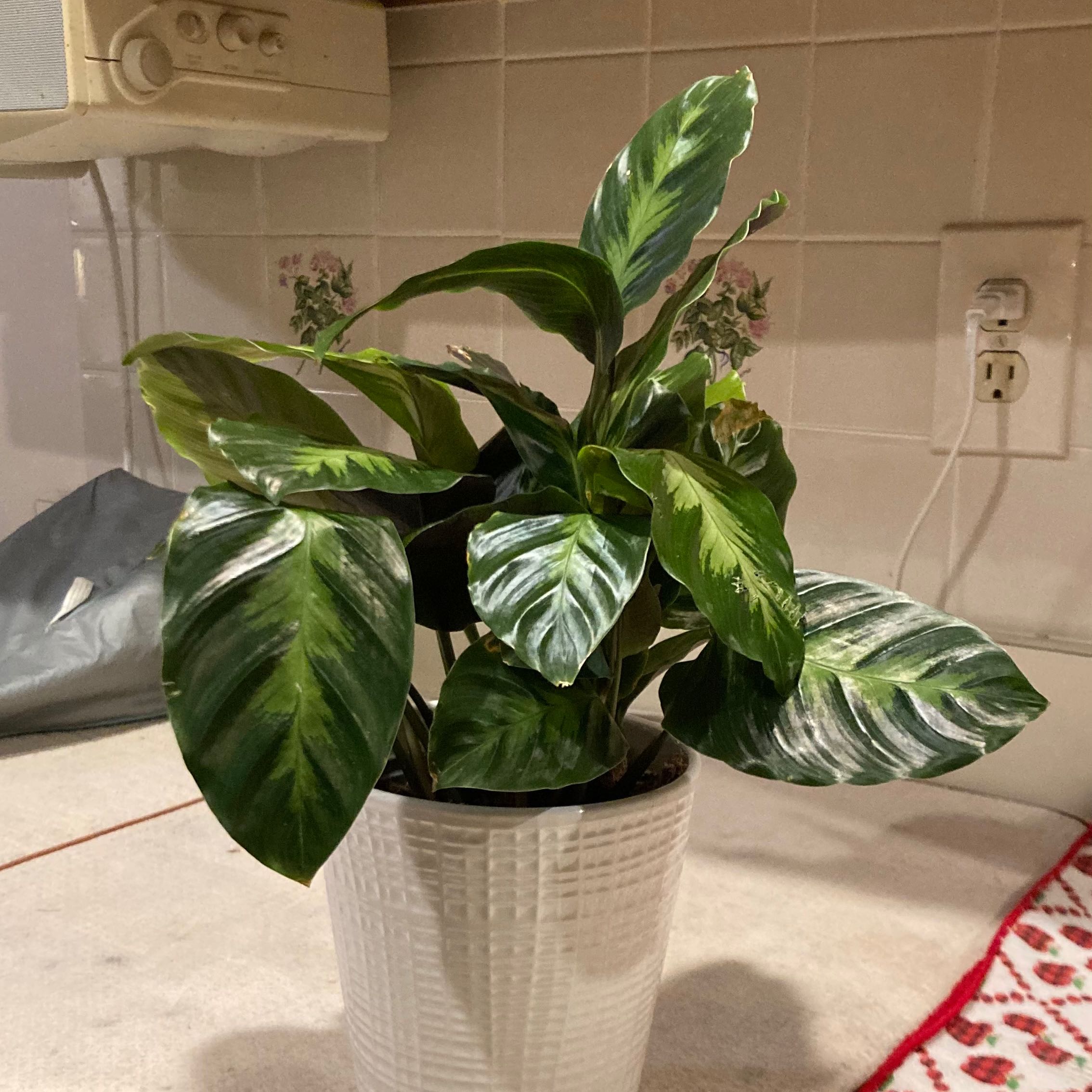 Photo of the plant species Feather Touch Calathea by @AgreeableRedash named Sigmund on Greg, the plant care app