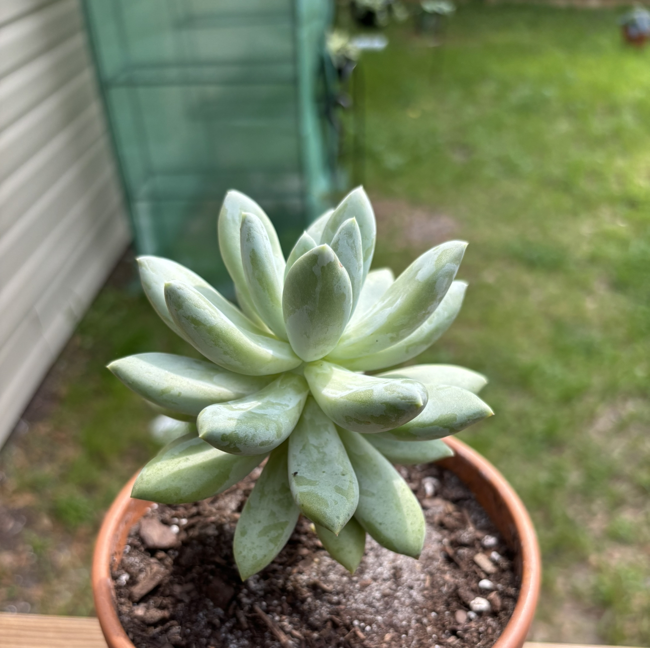 Pachyphytum hookeri succulent in a small pot with visible soil, well-framed and in focus.