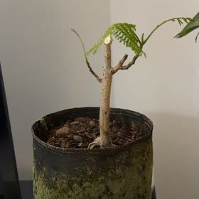 Photo of the plant species Flame Tree by @PoshAtom named Sir Plancelot on Greg, the plant care app