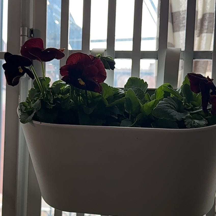 Photo of the plant species Pansy by @PoshAtom named Maya on Greg, the plant care app