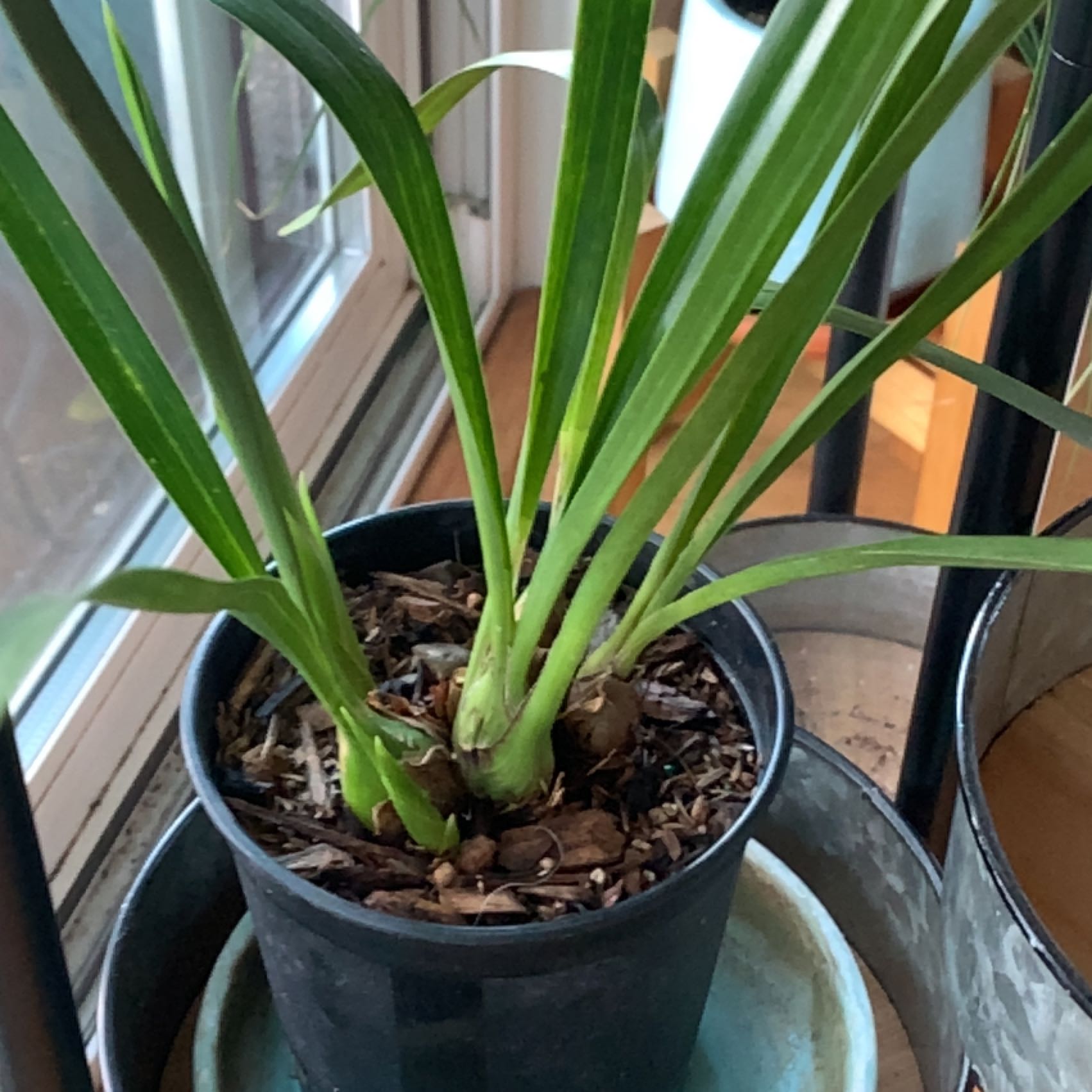 Photo of the plant species Cymbidium Orchid 'Fashion Show' by @LogicalPeony named Coco on Greg, the plant care app