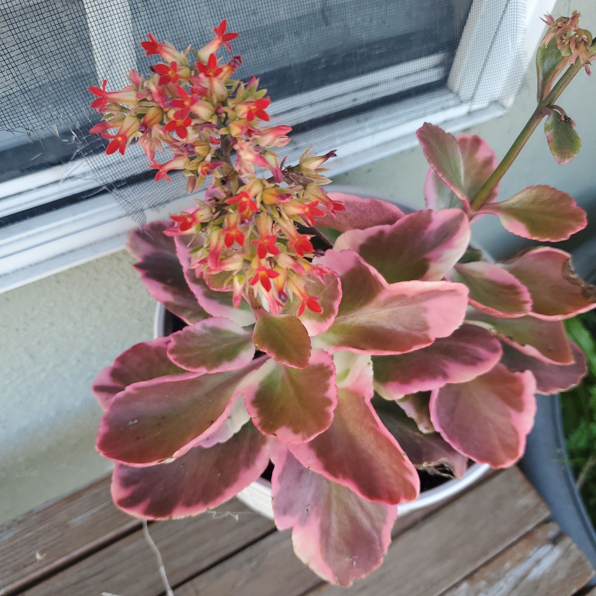 Photo of the plant species Kalanchoe blossfeldiana 'Creamed Scallops Variegata' by @PrinceAmbrosina named Scallopy on Greg, the plant care app