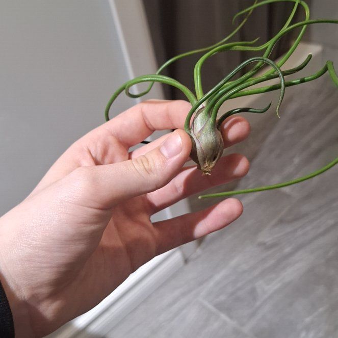 Photo of the plant species Guatemala Air Plant by @LegitFirecroton named Willow on Greg, the plant care app