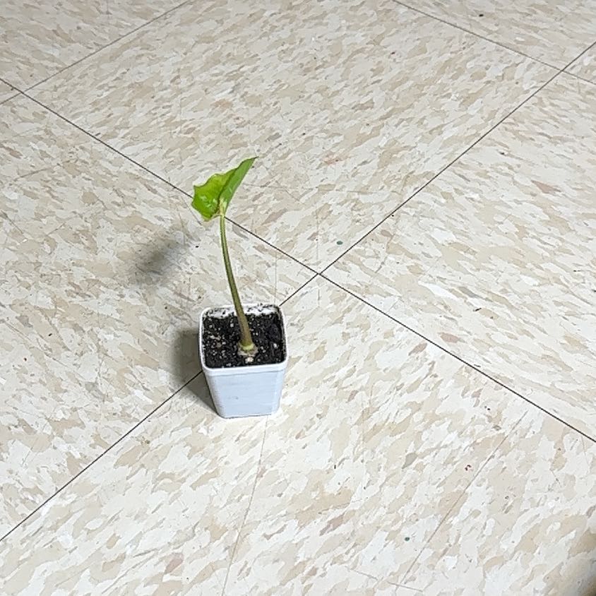 Small Alocasia 'Portora' plant in a white pot with a single green leaf.